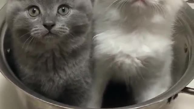 Shorts funny kitten videos complition14