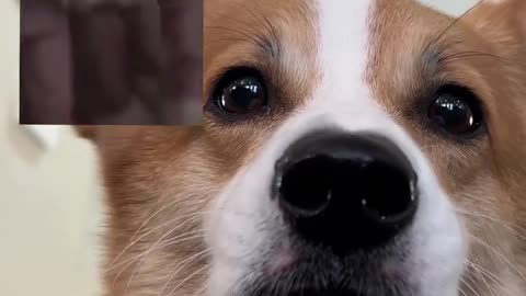 Dog most funny video