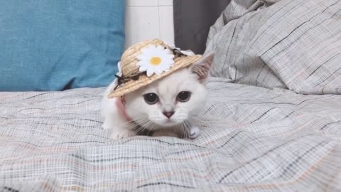 A delicate kitten