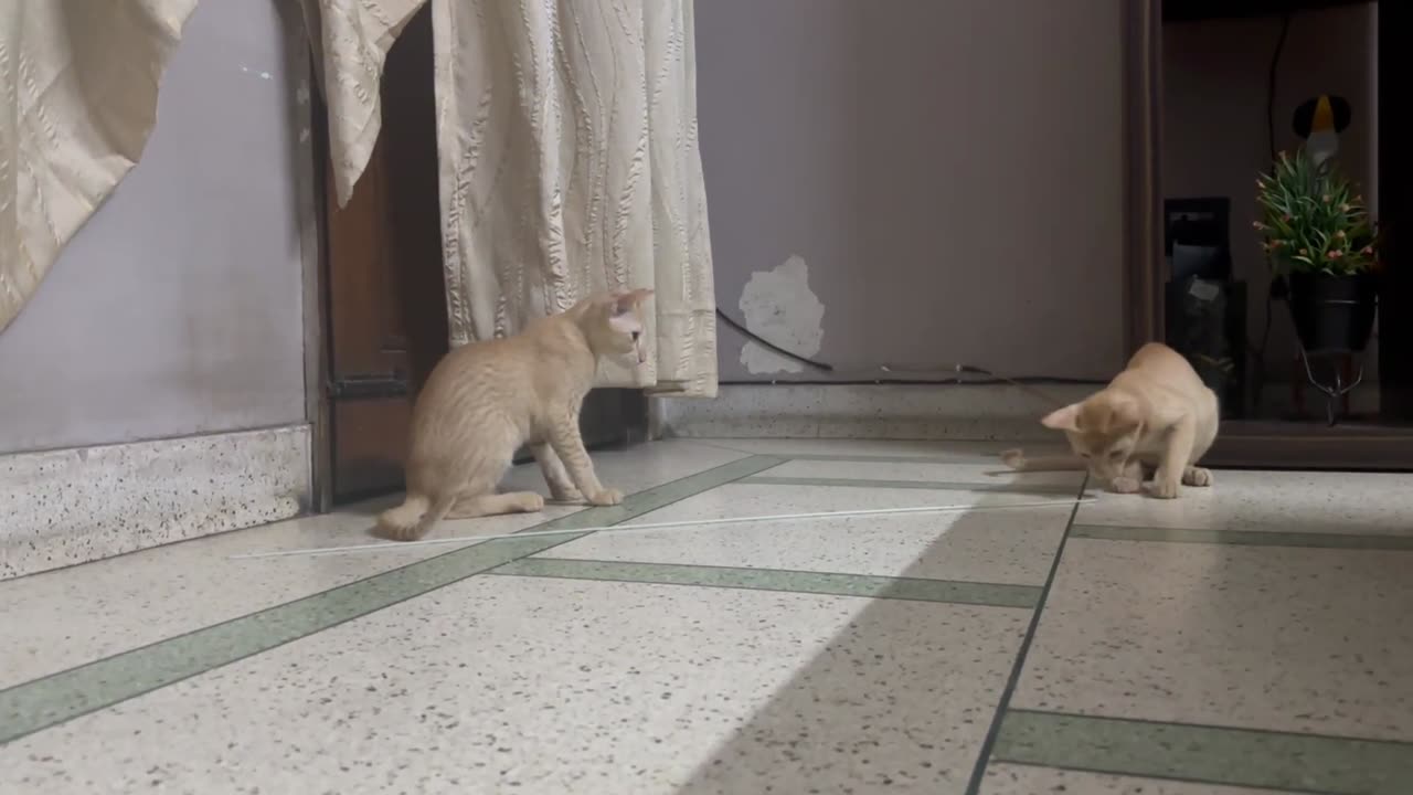 Cute Kittens _ Dog vs Cat