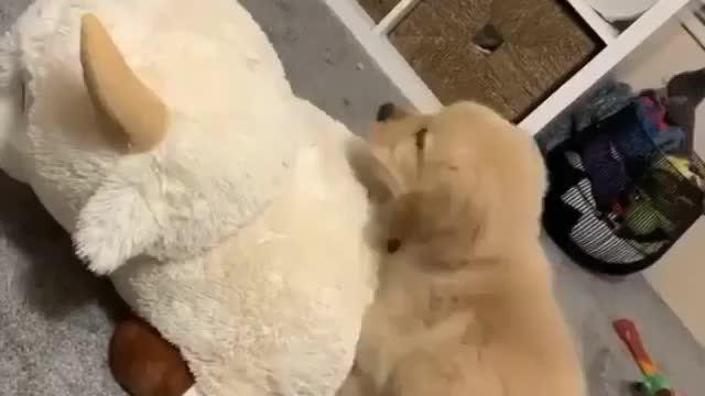 Cute little dog playing with teddy