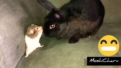 Rabbit and Hamster Become Friends