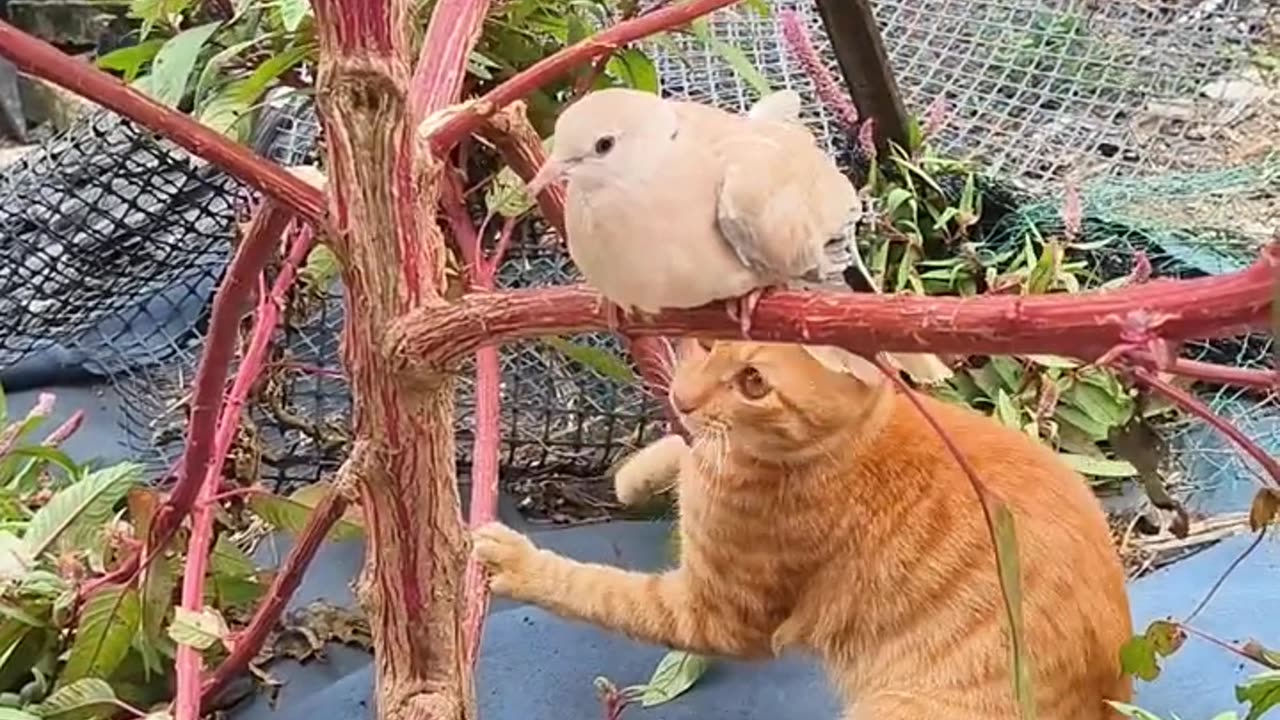 Funny animals videos