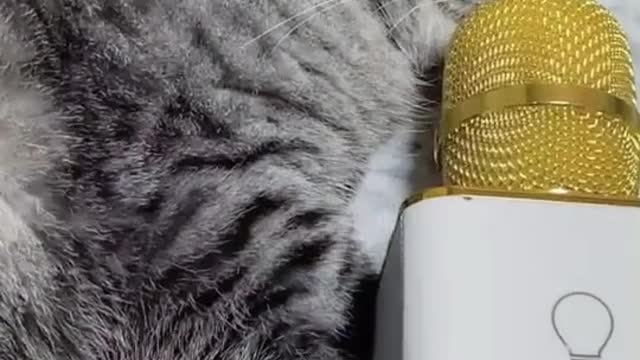 Funny cat singing in real voice 🤣 😆