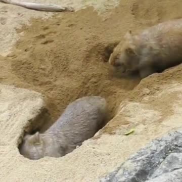 Someone is working hard and the other is a slacker