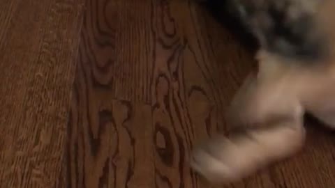 Puppy fails at learning new trick