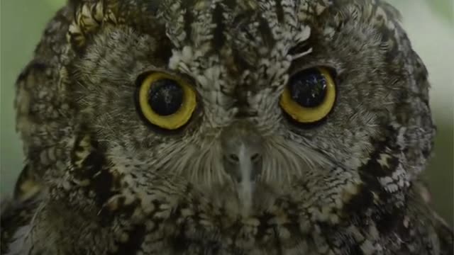 Important Superb Owl PSA 🦉