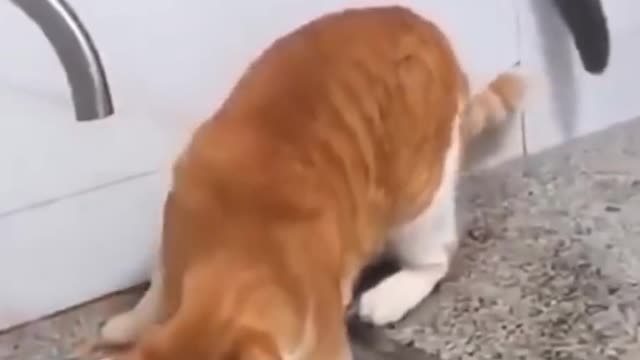 Funny Cats Compilations