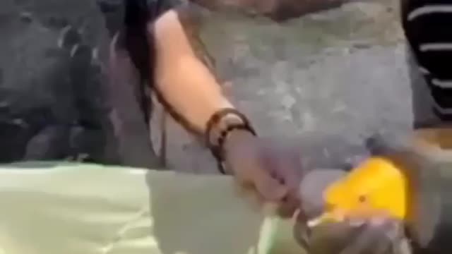 Cute animal behavior makes you happy