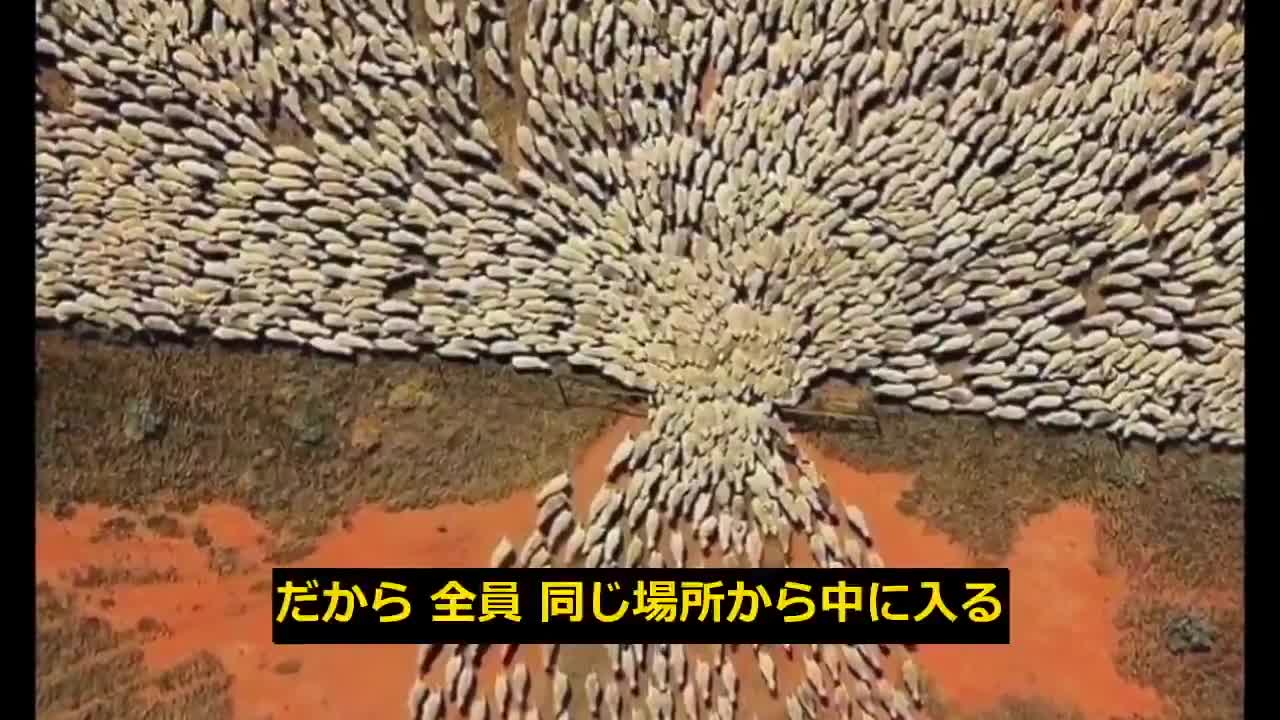 支配者にとって人間は羊である