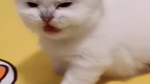 Funny Cate sound