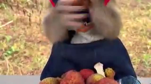 Funny monkey