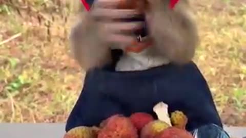 Funny monkey