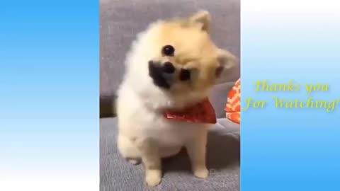 Cute pet and funny animals video compilation!