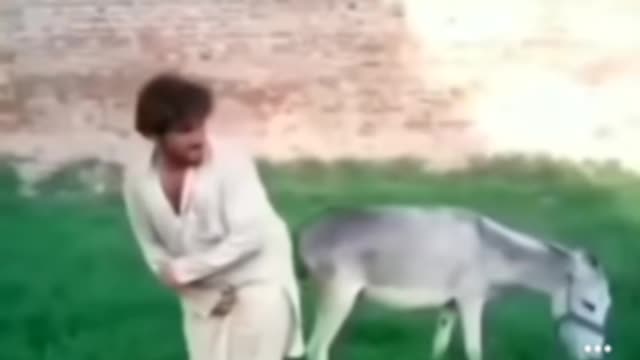 Fight with donkey