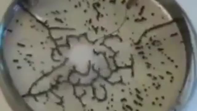 백신 속의 산화 그리핀이 라이오 전파에 반응