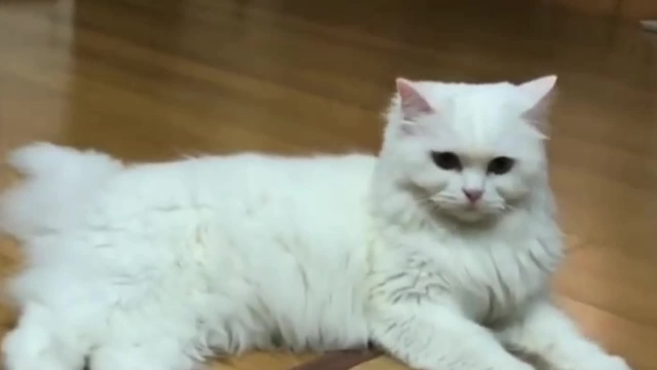 Persian cat hates you to touch by your feet😊