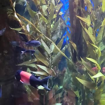 The Aquarium in Atlanta