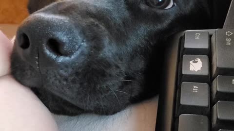 Adorable Lab wants Attention While Working From Home