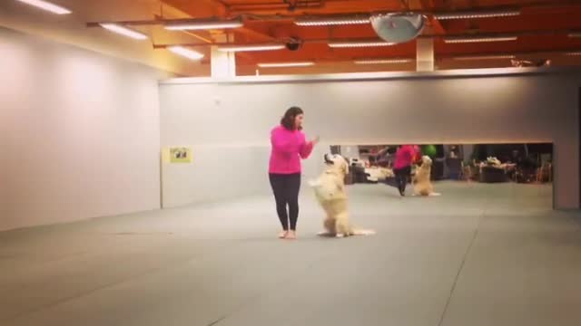 Dog dancing