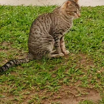 Los peludos después de la lluvia - Tacuarembó (01/10/2024)