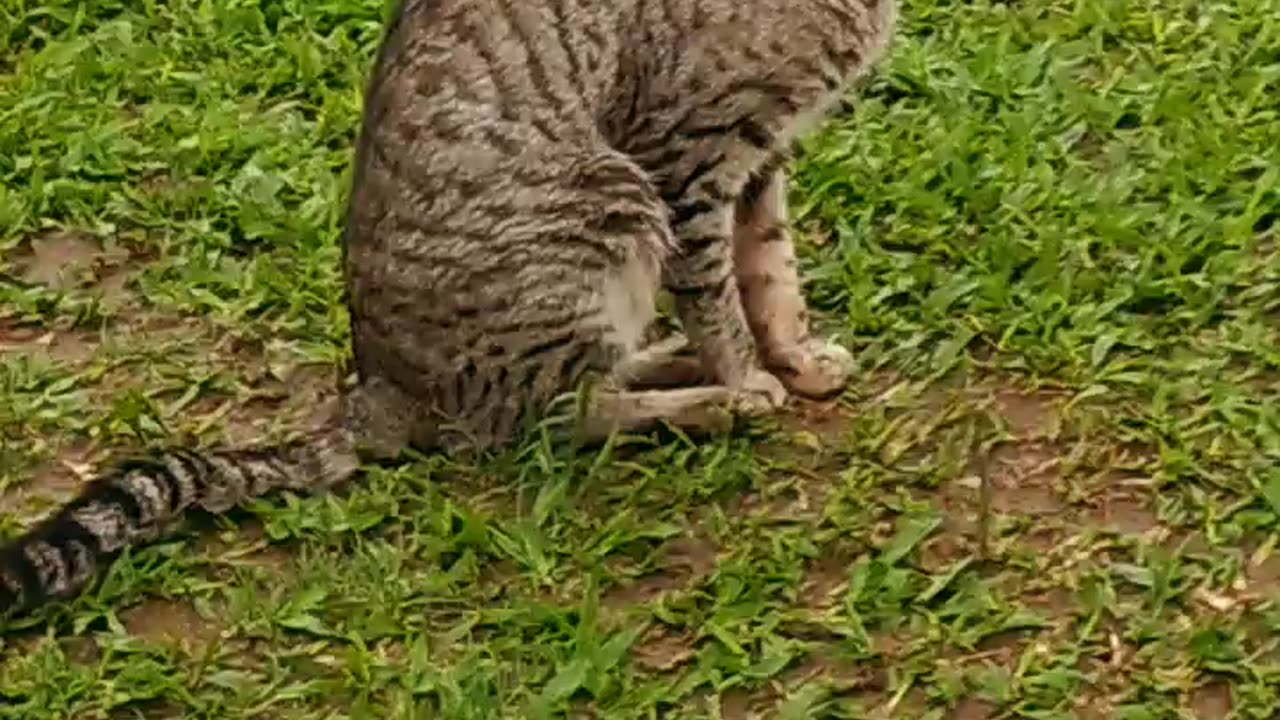 Los peludos después de la lluvia - Tacuarembó (01/10/2024)