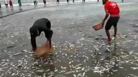 It’s a beach full of fishes today at Digha, as an aftermath of Cyclone Yaas.