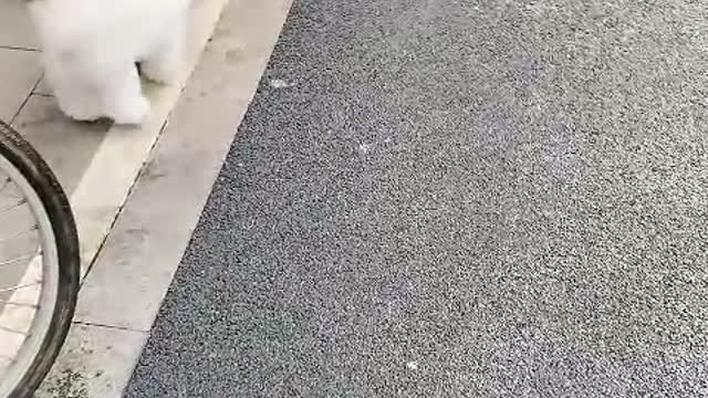 Quit! Quit your world completely - puppy.