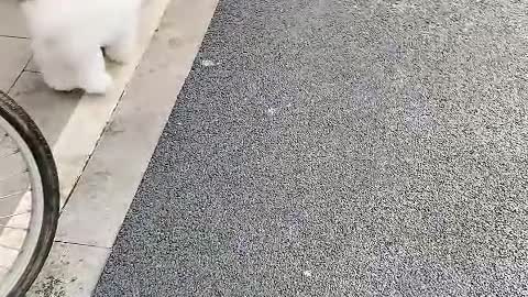 Quit! Quit your world completely - puppy.