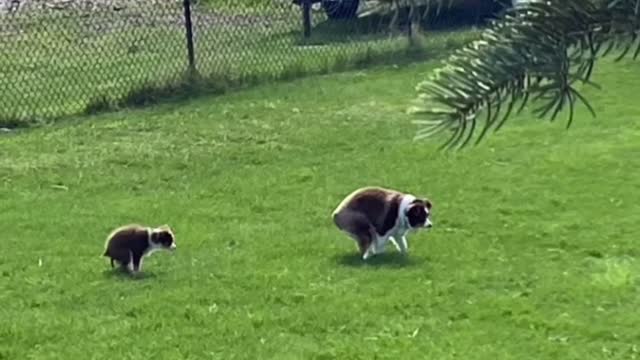 Poopin Double