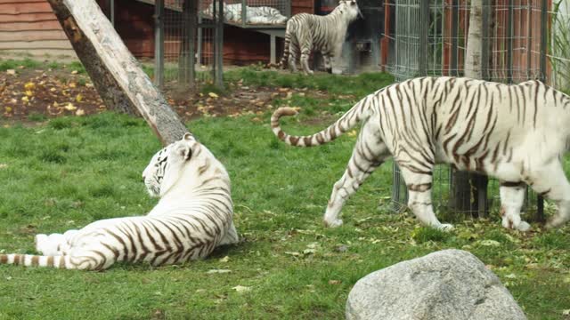 The White Tiger is Very Elegant and Beautiful