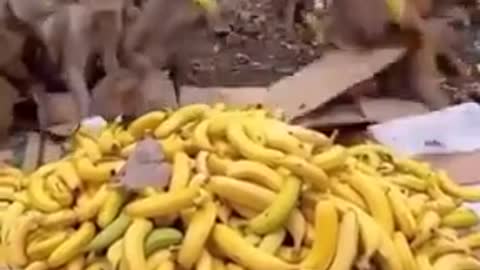 Funny cat dog animals videos (11)_