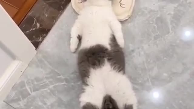 super lazy cat never seen before | must watch