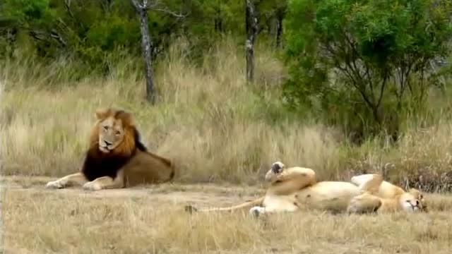 Lioness attempting to lure an uninterested male Lion to mate!