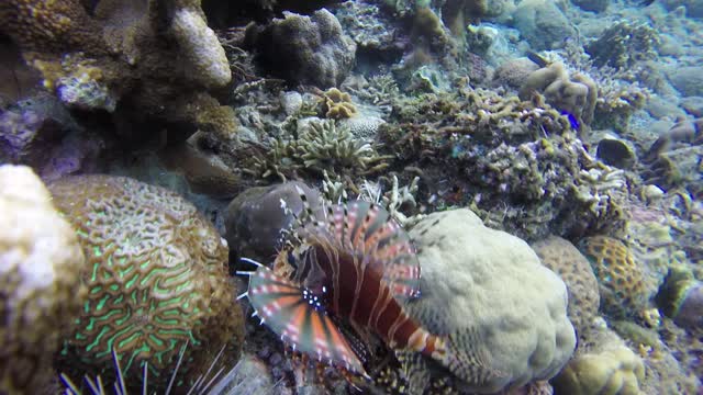 Little lion fish