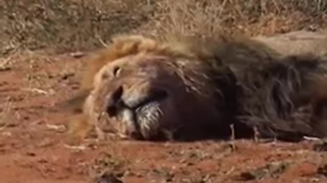 2 Lions injured