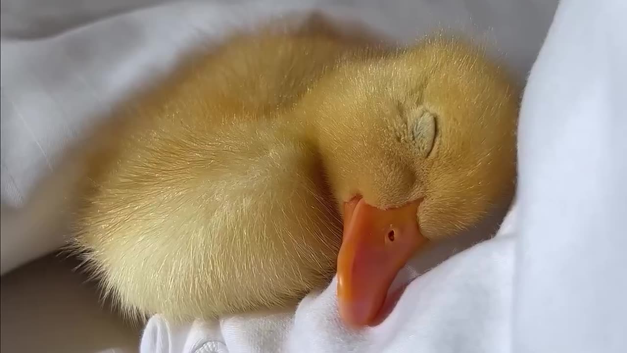 Cute little ducklings