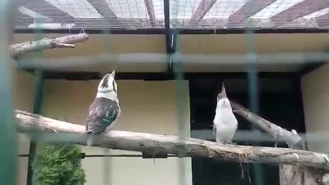 scream kookaburra twins