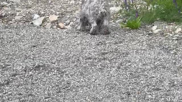 Dogs playing