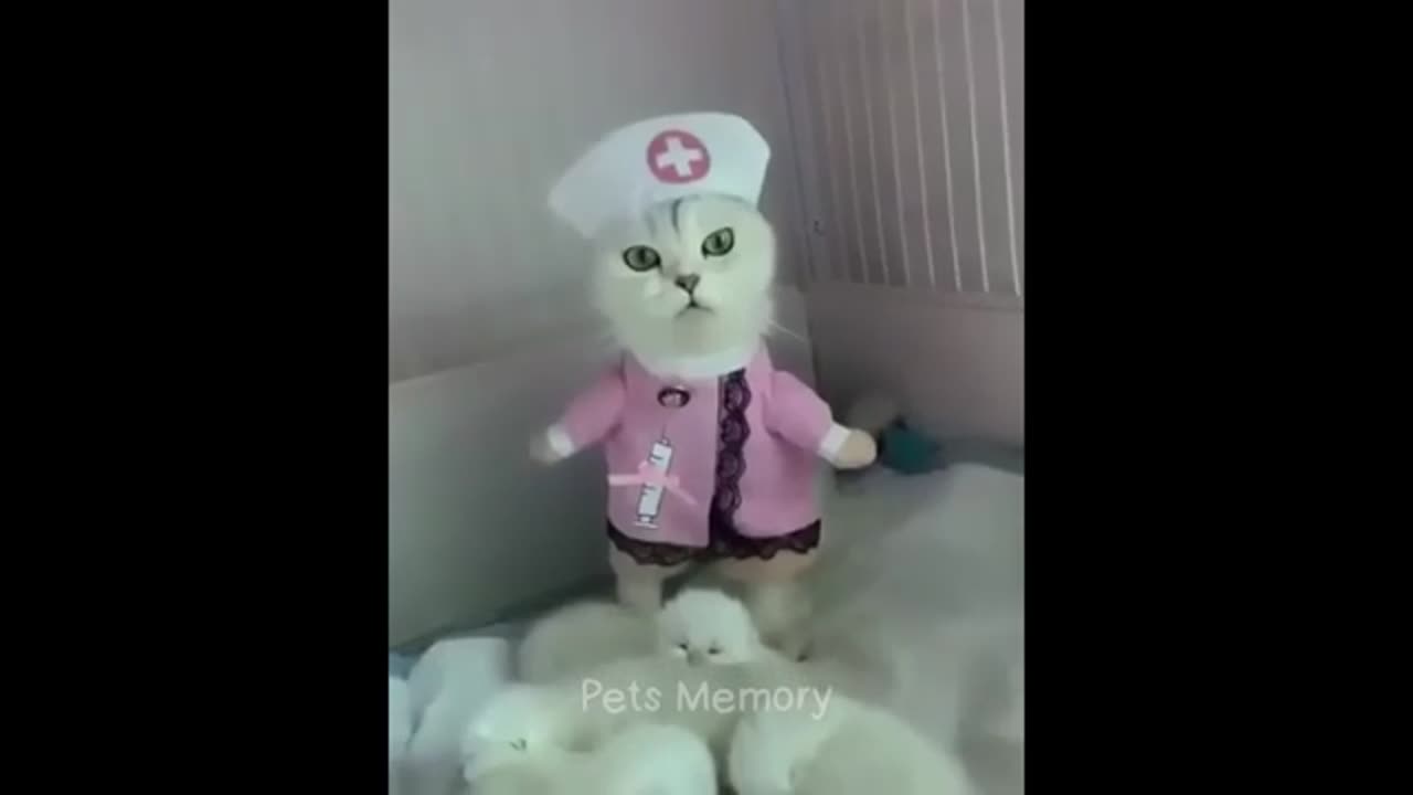 Funniest Animals 2023 😅 New Funny Cats and Dogs 😻🐶 Part 19