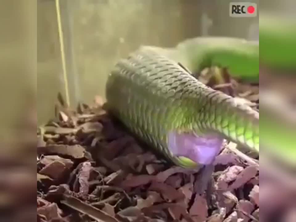 The green snake gave birth to an amazing figure**Amazing moment**