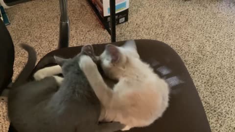 Kittens playing