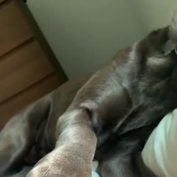 Hemlo yes its time 2 get up hooman. ...#