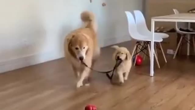 πΆπ± Funny Cat Reaction Videos - Try Not To Laugh π€£| Super Dog