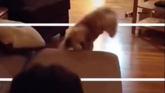 THE FUNNIEST DOG