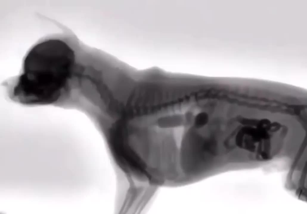 Dog eating under X-ray