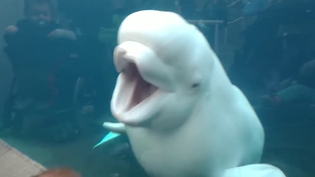 The majestic beluga whale song.