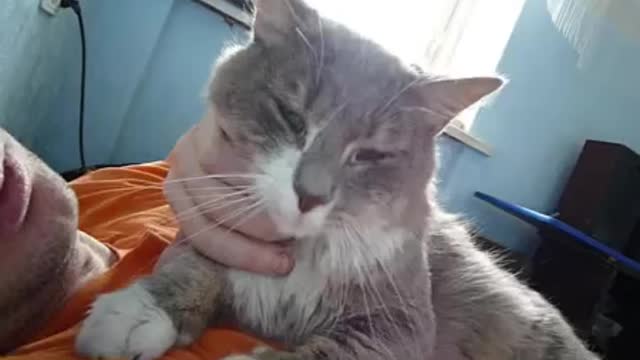 Siberian Cat lukas doing unbelievable tricks