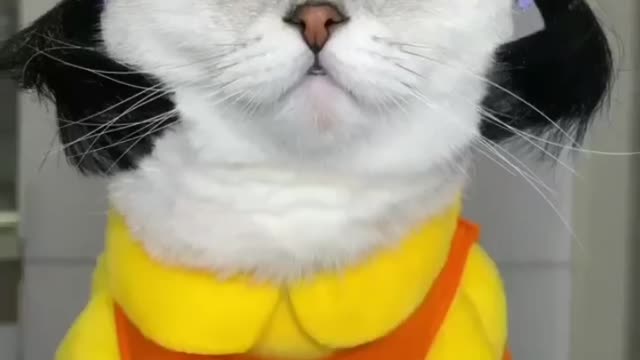 Funny cat