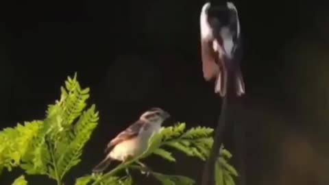 Tremendous Dance Of The Bird in The Air #shorts #shortsvideo #video #viral